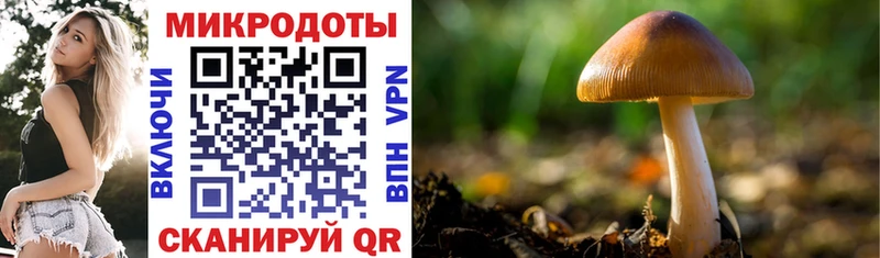 ОМГ ОМГ ТОР  Нижние Серги  Галлюциногенные грибы Psilocybe 